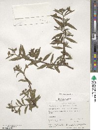 Ludwigia octovalvis image