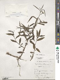 Ludwigia octovalvis image