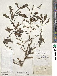 Ludwigia octovalvis image