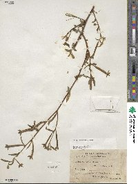 Ludwigia octovalvis image