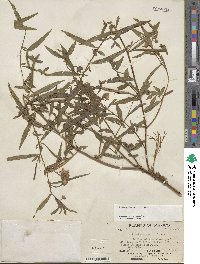 Ludwigia octovalvis image