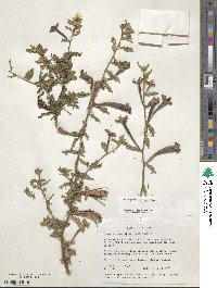 Ludwigia octovalvis image