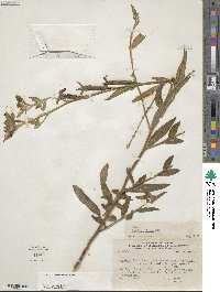 Ludwigia octovalvis image