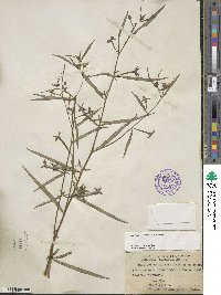 Ludwigia octovalvis image