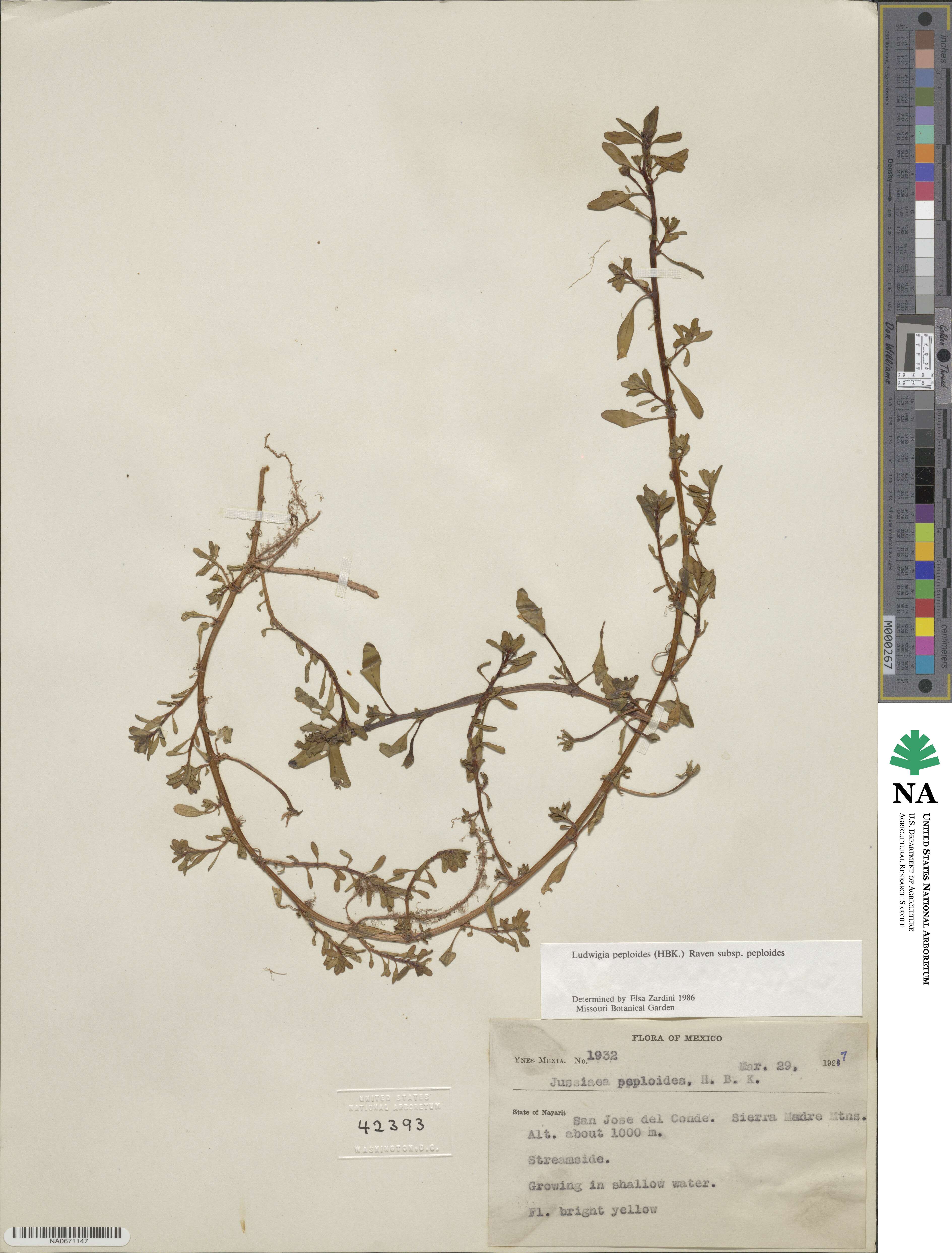 Ludwigia peploides image