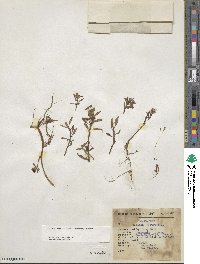 Ludwigia peploides image