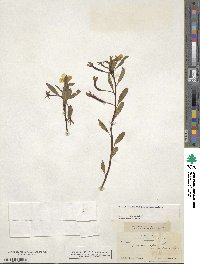 Ludwigia peploides image