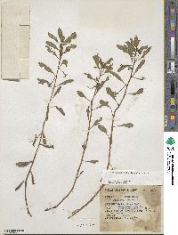 Ludwigia peploides image