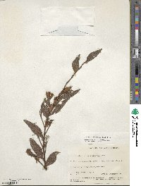 Ludwigia peruviana image