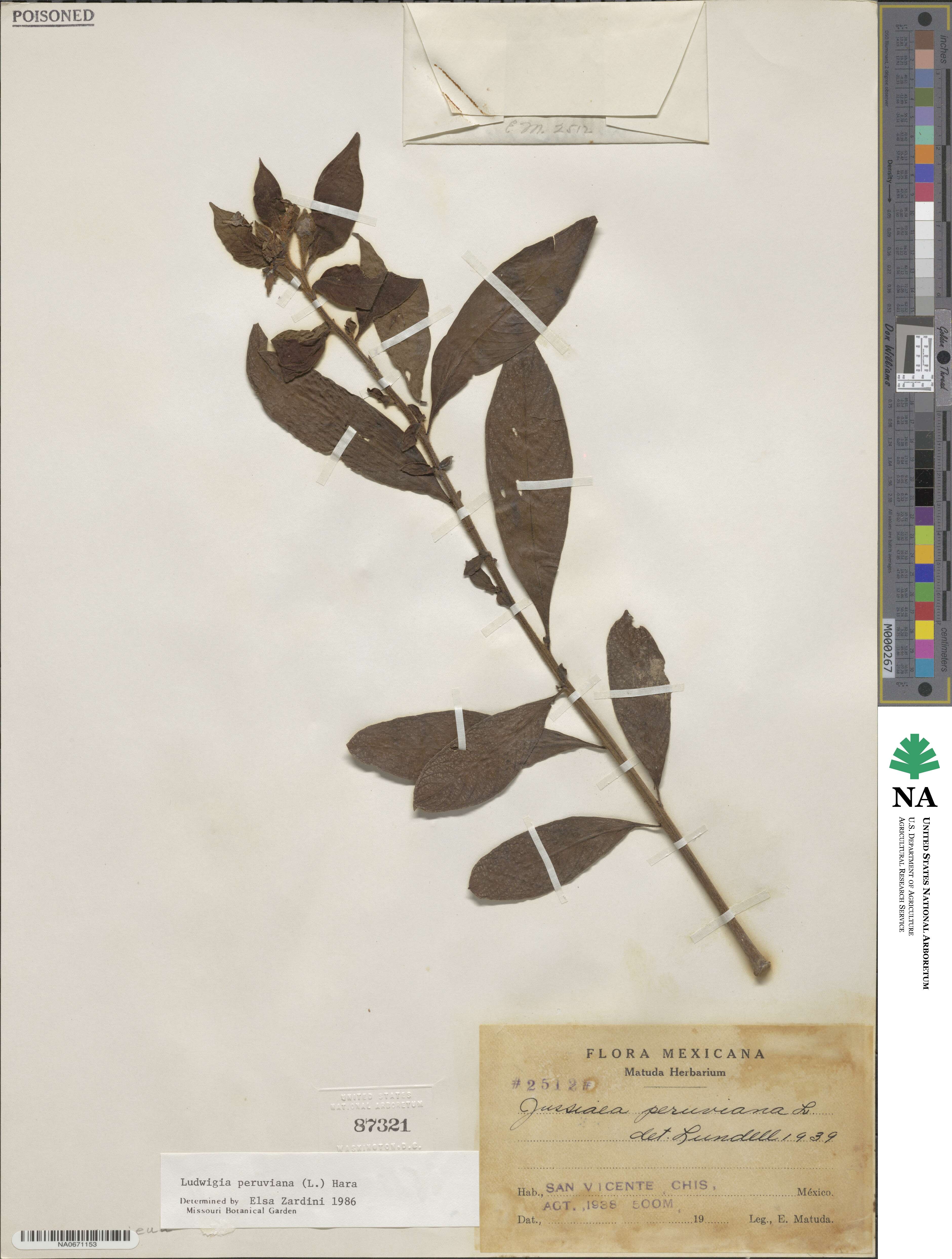 Ludwigia peruviana image