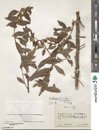 Ludwigia peruviana image