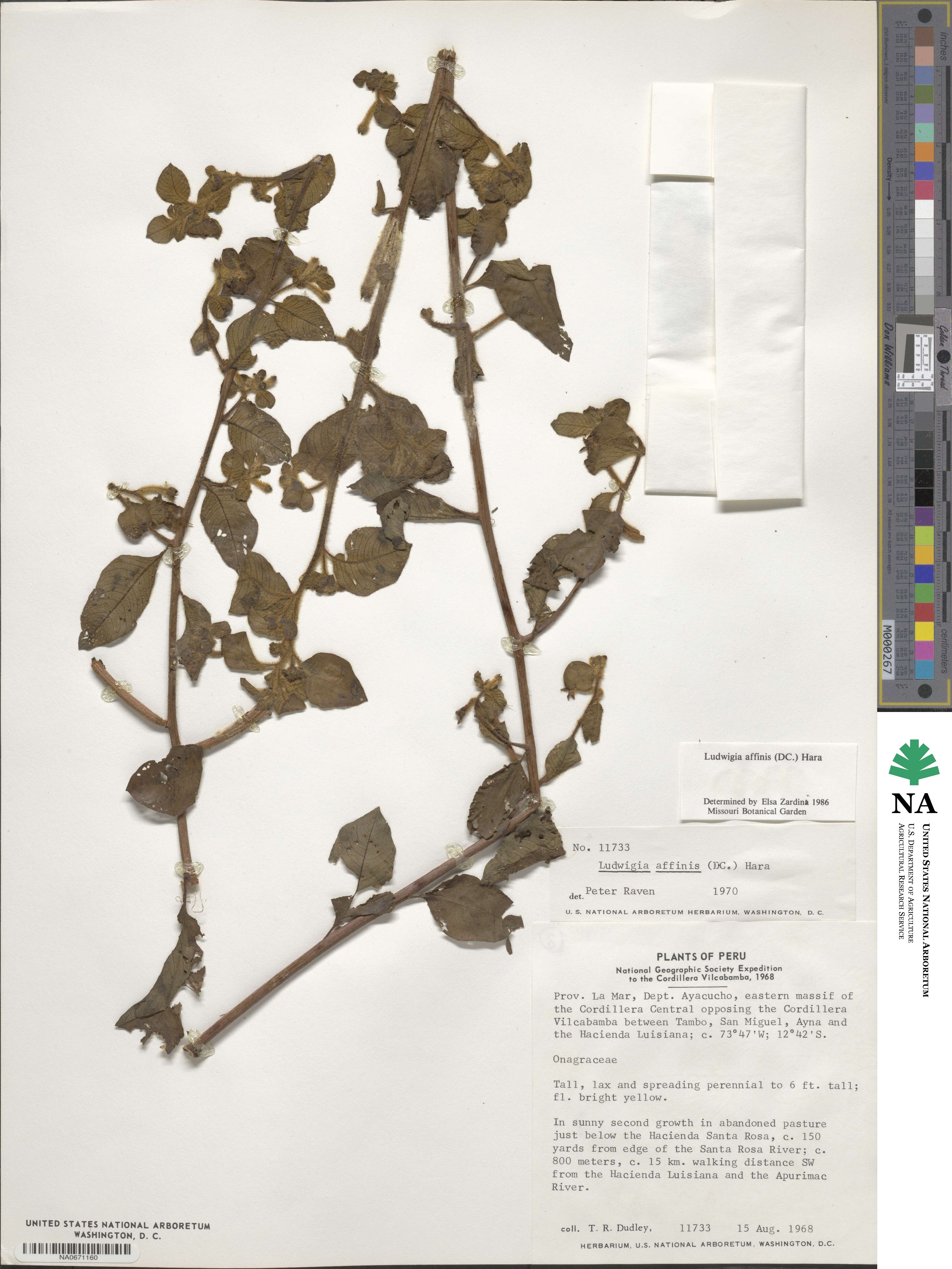 Ludwigia affinis image