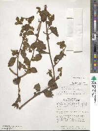 Ludwigia affinis image