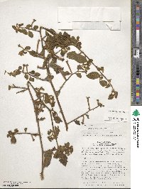 Ludwigia affinis image