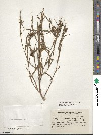 Ludwigia bonariensis image