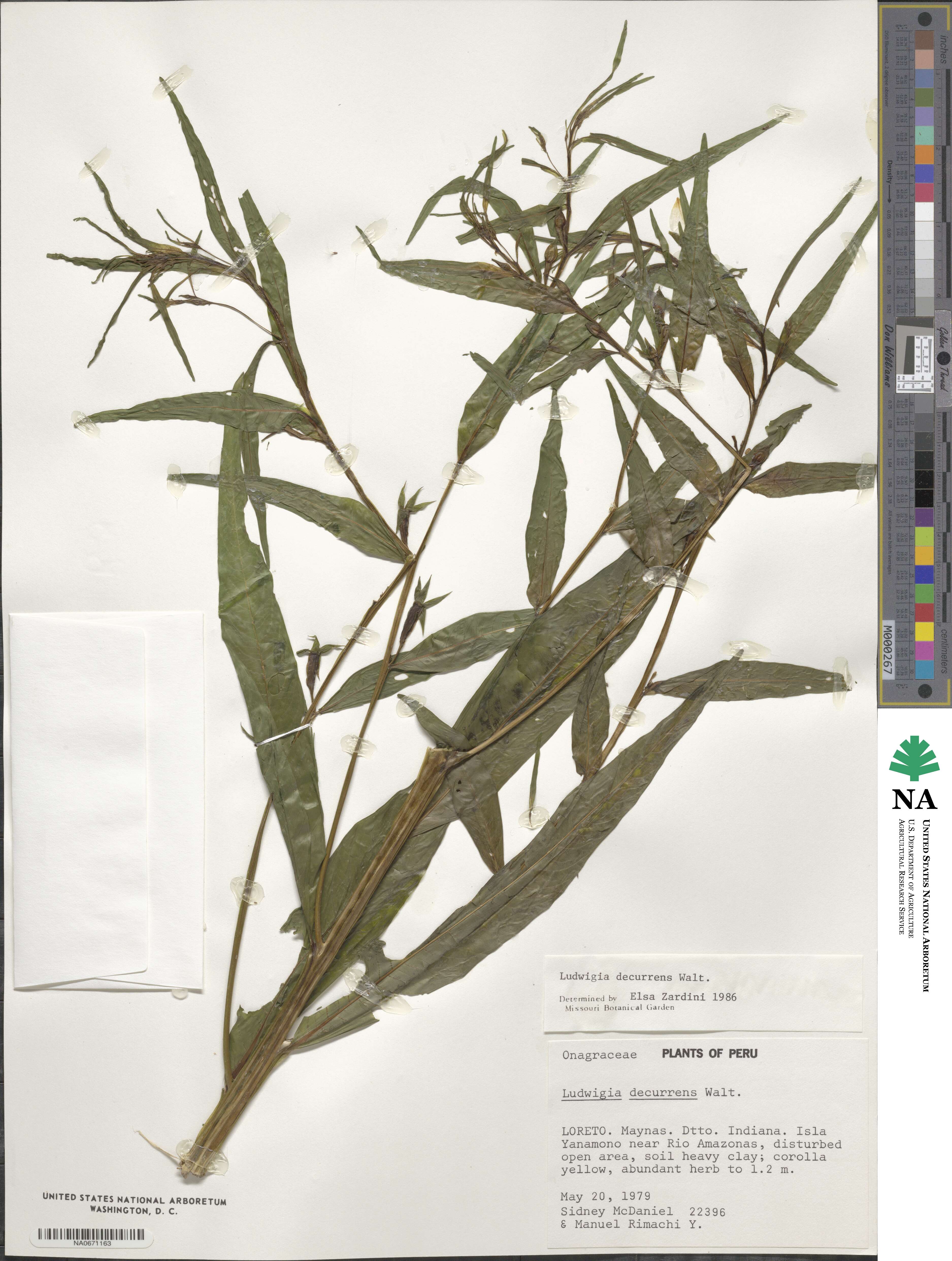 Ludwigia decurrens image