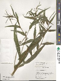 Ludwigia decurrens image