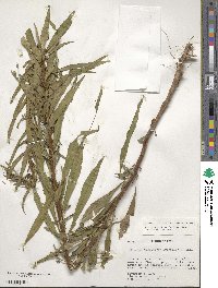 Ludwigia densiflora image