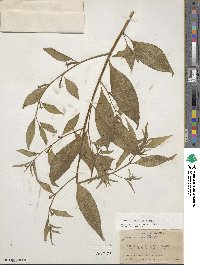 Ludwigia erecta image