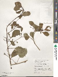 Ludwigia helminthorrhiza image