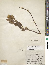 Image of Ludwigia hexapetala