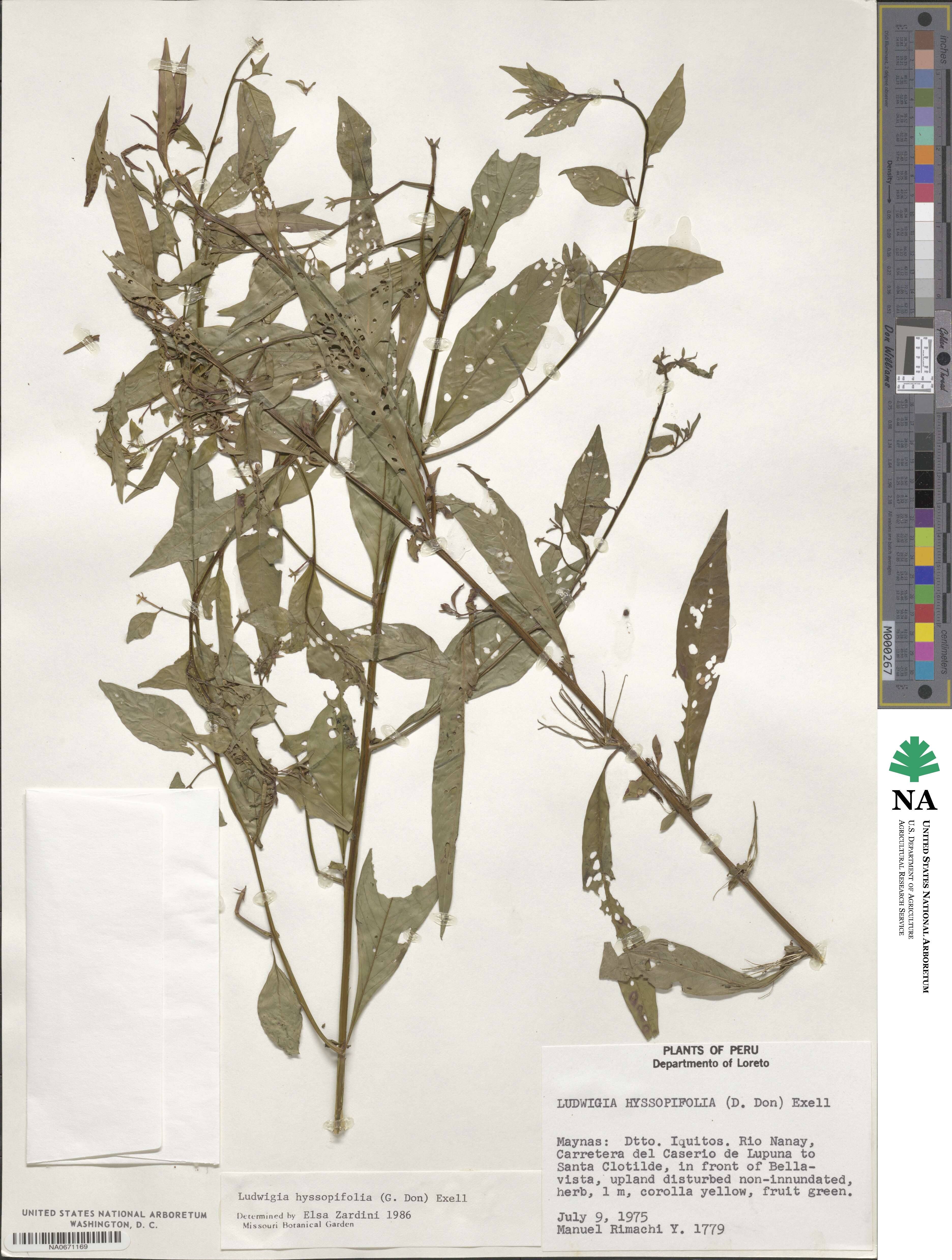 Ludwigia hyssopifolia image