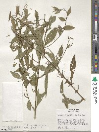 Ludwigia hyssopifolia image