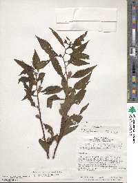 Ludwigia latifolia image