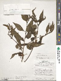 Ludwigia latifolia image