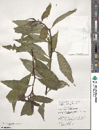 Ludwigia latifolia image