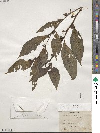 Ludwigia latifolia image