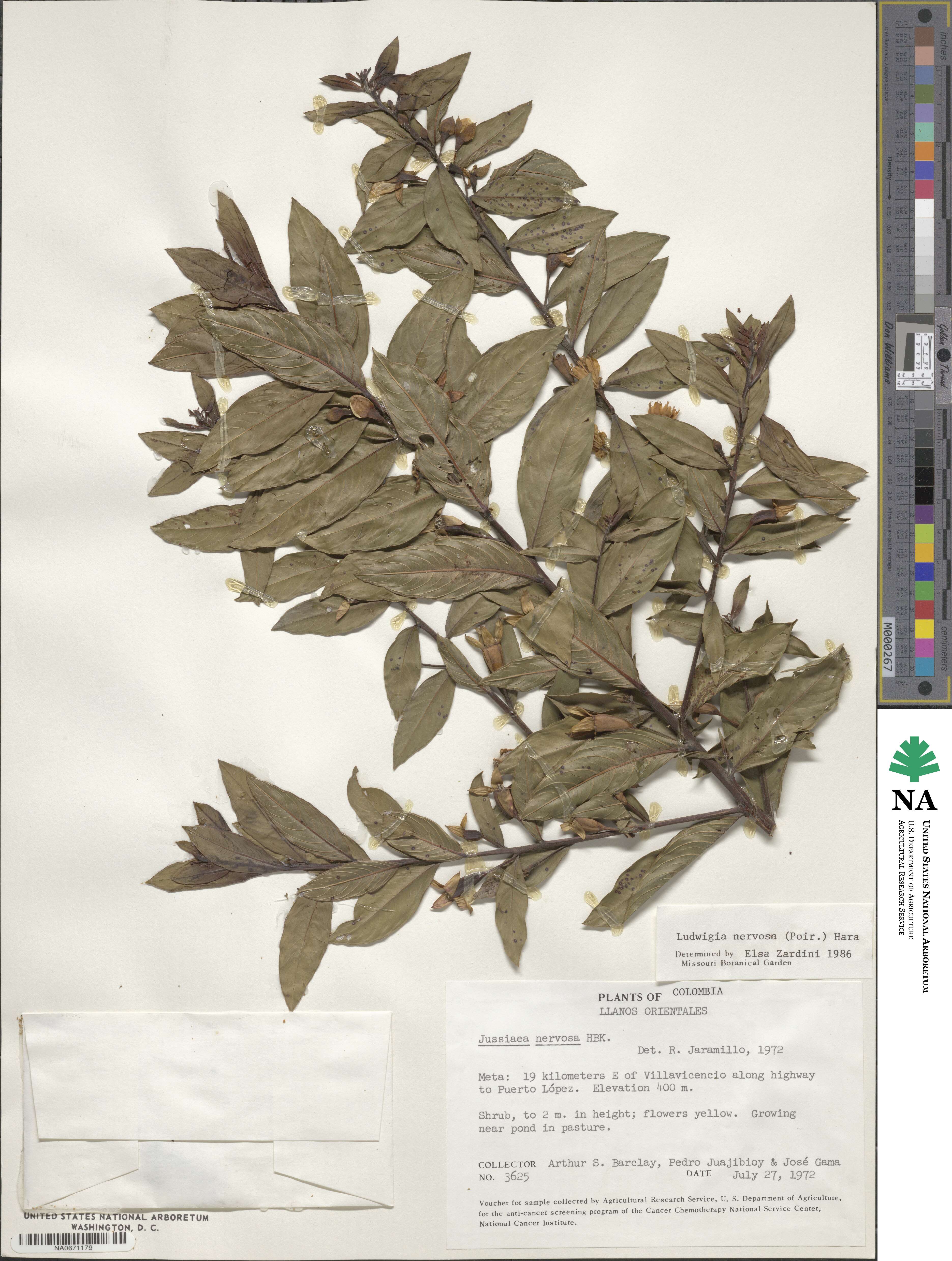 Ludwigia nervosa image