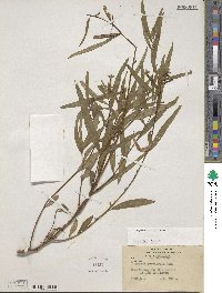 Ludwigia octovalvis image