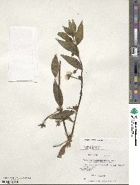 Ludwigia octovalvis image