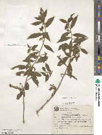 Ludwigia octovalvis image