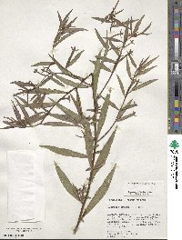 Ludwigia octovalvis image