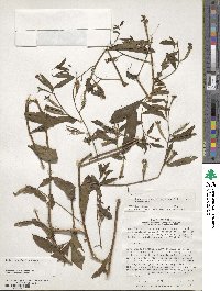 Ludwigia octovalvis image