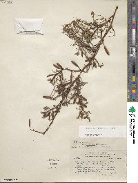 Ludwigia peploides image