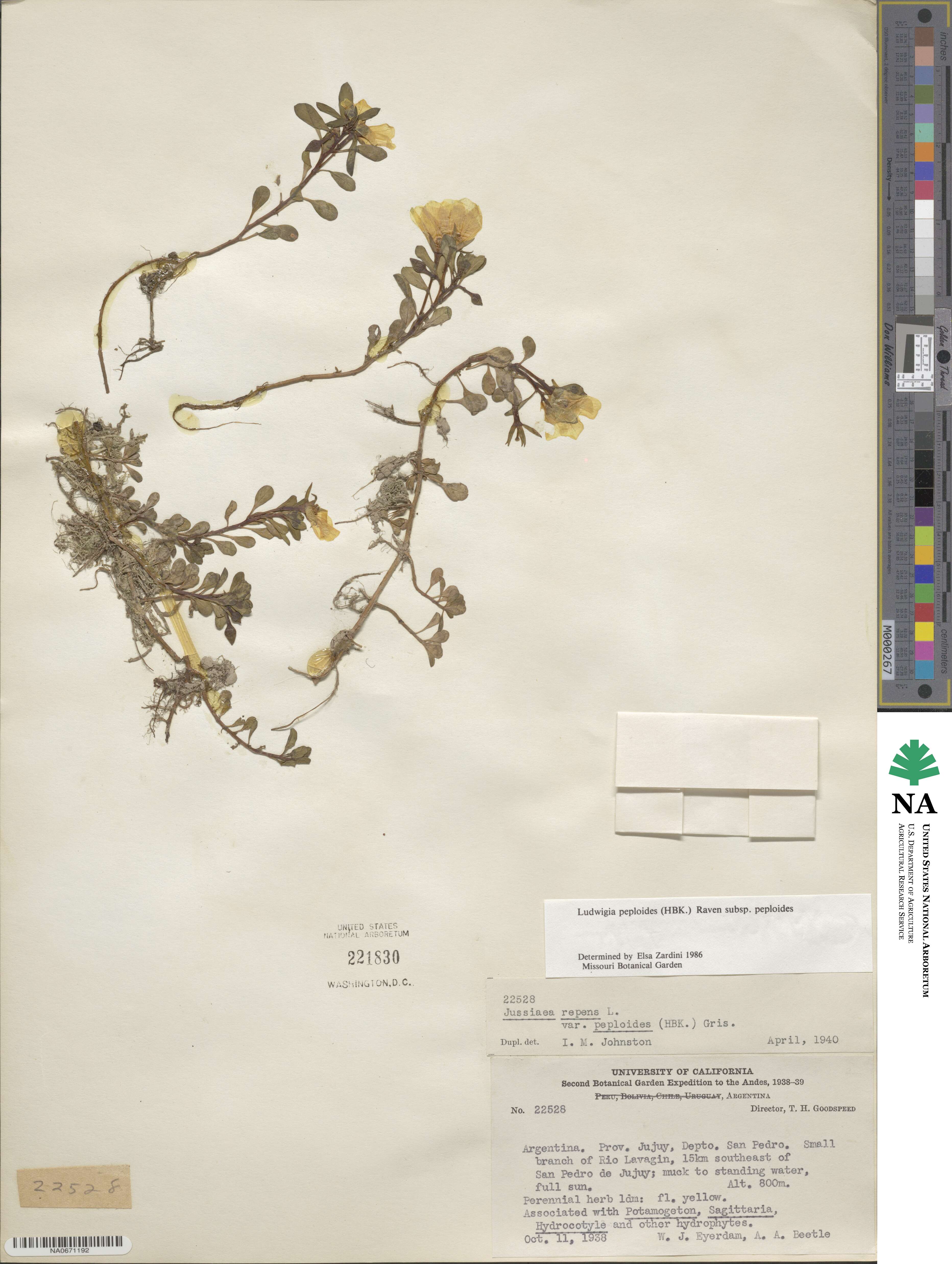 Ludwigia peploides image
