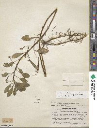 Ludwigia peploides image