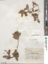 Ludwigia peruviana image