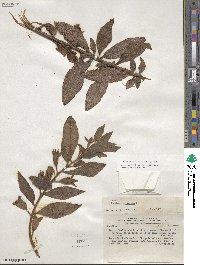 Ludwigia peruviana image