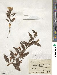 Ludwigia peruviana image