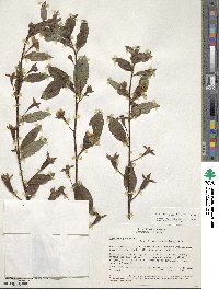 Ludwigia peruviana image