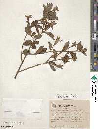 Ludwigia peruviana image