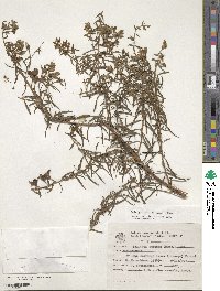 Image of Ludwigia sericea