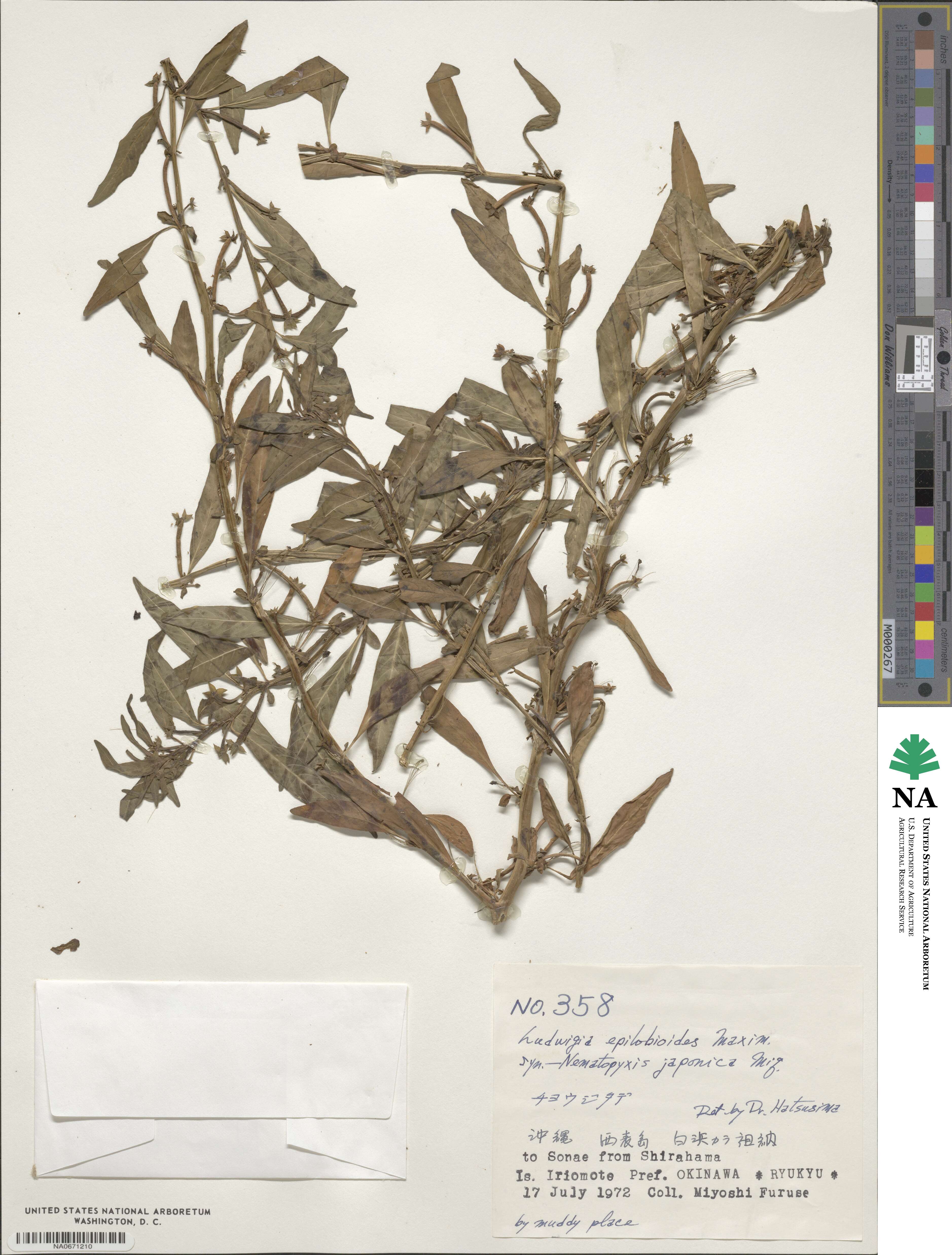 Ludwigia epilobioides image