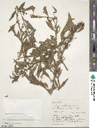 Ludwigia epilobioides image