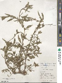 Ludwigia epilobioides image