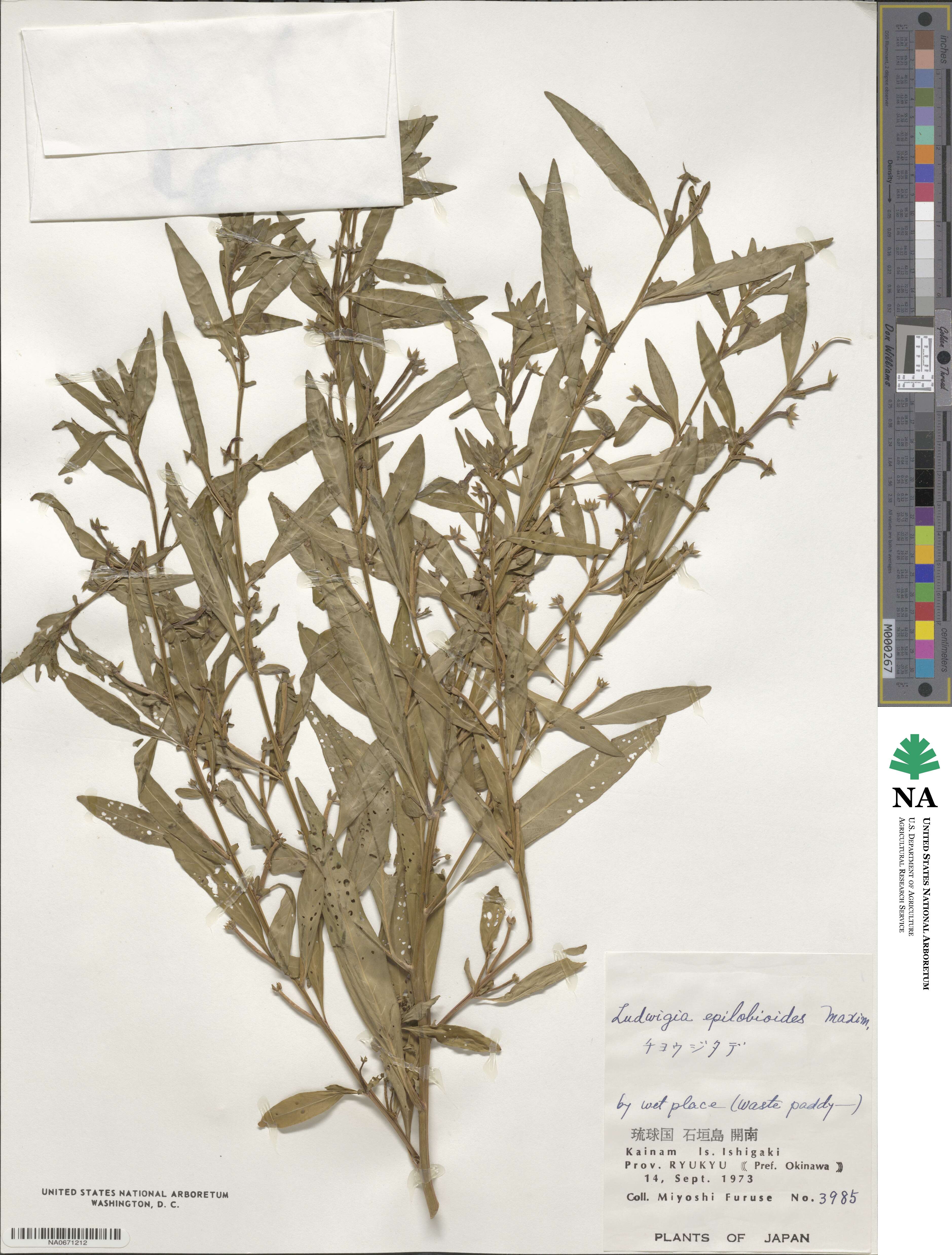 Ludwigia epilobioides image